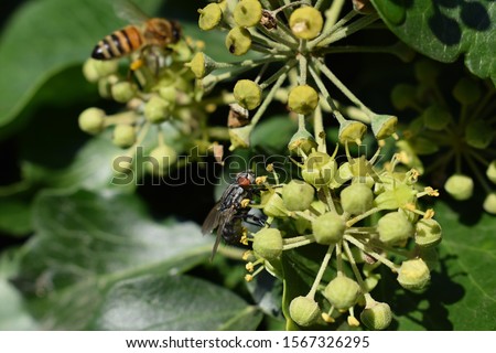 The house fly (Musca domestica) is the most common house fly and is one of the most widespread species worldwide. insect pollination on ivy flowers on a sunny day.