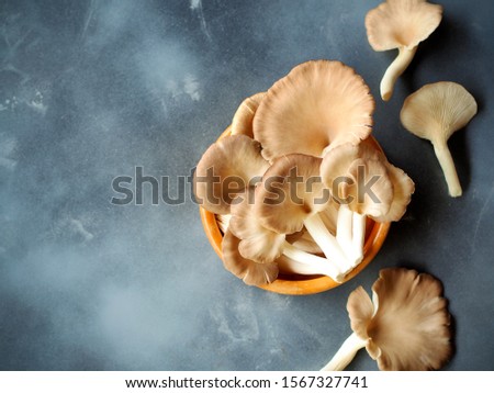 Indian oyster or lung oyster mushroom in a wooden bowl top view on grey background with copy space on the left side of picture.