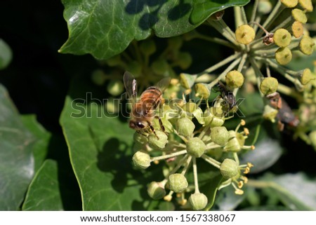 garden fly on ivy flowers on a sunny day.