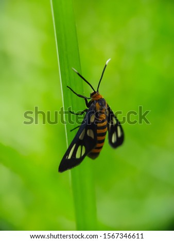 Little Tiger Moth on The Grass seen close up. Blurry Background