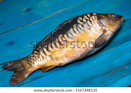 Large freshly caught carp on a blue wooden table