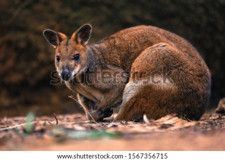 Wild kangaroo at in the woods of Perth Australia and surroundings suburds