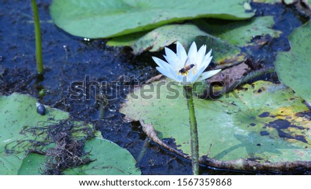 A very beautiful the lotus flower picture
