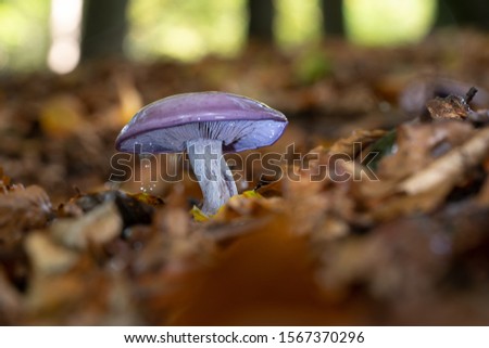 Pastel-toned and edible with a magical twist. Wood blewit has a blue to violet-tinged cap and gills when young, with pale pink spores. It sometimes grows in circles called ‘fairy rings’,