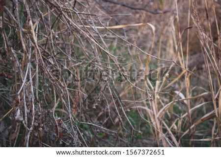 Dry stems of plants, leaves and grass in fall season. Calm autumn background.