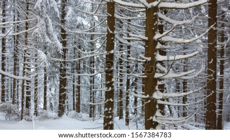 Winter in Forrest Landscape tree