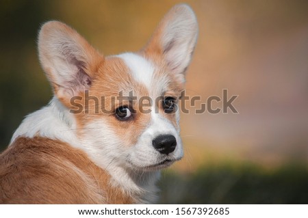 closeup portrait of face of cute red puppy welsh corgi pembroke dog