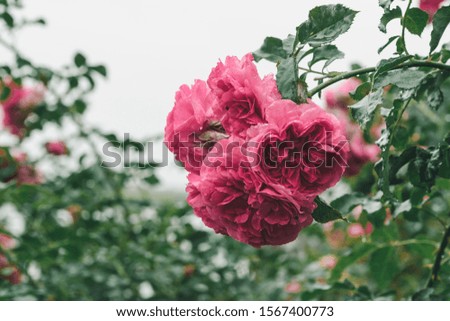 Lush branch of beautiful garden pink roses in raindrops in the garden, close up,  soft focus
