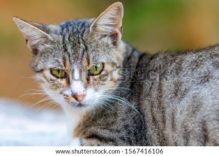 Green eyed tabby cat sat on wall at sunset bokeh textured background