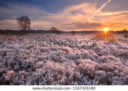 Frosted heather in winter, photographed at sunrise near Hilversum in The Netherlands.