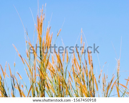 Poaceae grass flower, nature Landscape of winter meadow of Thailand.