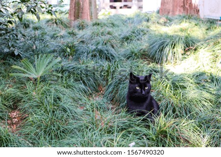 Cute black cat in the grass