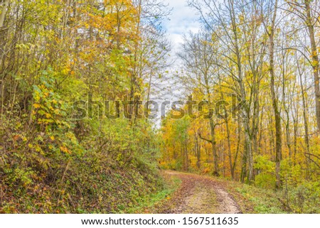 Beautiful autumnal forest path.
Autumn time with beautiful colored leaves