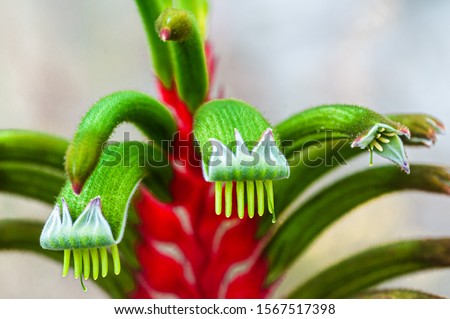 Close-up of red and green kangaroo paw flower cluster