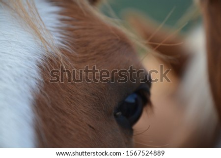 farm brown horses and beautiful eyes