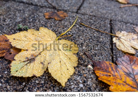 Autumn landscape, fallen yellow leaf, raindrops on leaves