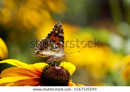 Closeup butterfly on flower (Common tiger butterfly)                                             