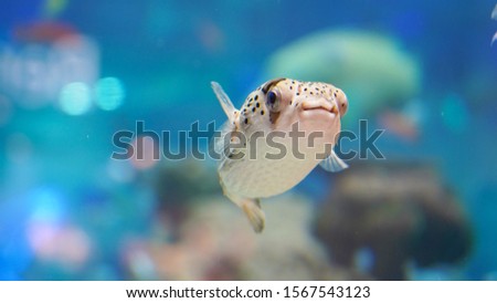 Porcupine fish swim in clear clear blue water over a coral reef. tropical puffer fish in an aquarium against the background of colorful tropical fish
