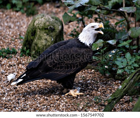 Bald Eagle bird close-up shouting, with a foliage background and  displaying its body, head, eye, beak, talons, plumage in its surrounding and environment.