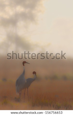 Japanese print style picture with two sarus crane bird, specie Grus antigone, Nepal, HDR image