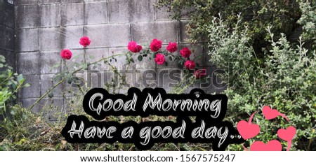 A good morning wish image..Shows beautiful background with rose flower. 