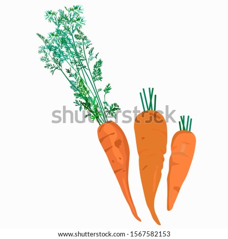 Vector illustration of three whole organic natural orange ripe carrots with green greens. Isolated on white background. For restaurants menus, cards banners billboards.  Natural greens .
