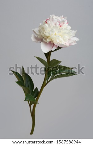 Delicate light pink peony flower isolated on gray background.