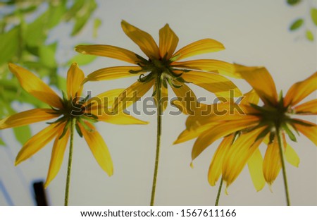 Yellow sun flower on sky background abstract