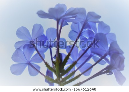 Blue Plumbago flower on sky background abstract