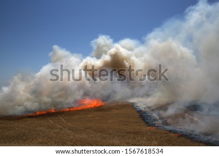 CAL FIRE conducts advanced live fire training in Williams, California.  Royalty-Free Stock Photo #1567618534