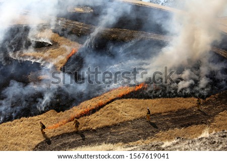 CAL FIRE conducts advanced live fire training in Williams, California.  Royalty-Free Stock Photo #1567619041
