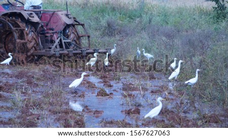 A very beautiful white crane birds picture,in agriculture farm.