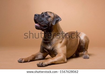 large red dog South African boerboel breed is photographed in a photo studio on a red background Royalty-Free Stock Photo #1567628062