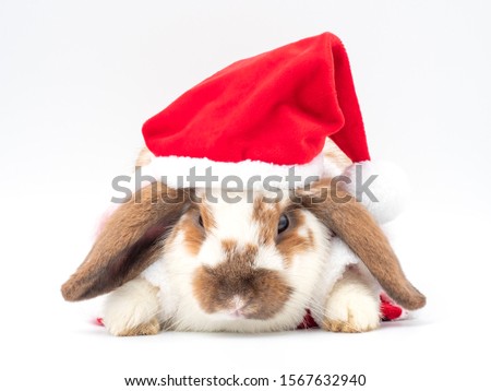 White and brown holland lop rabbit wear the Santa Claus red hat lying on white background.