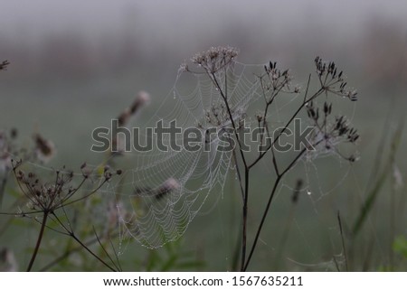 A grey day at autumn, spiders web is full of dew