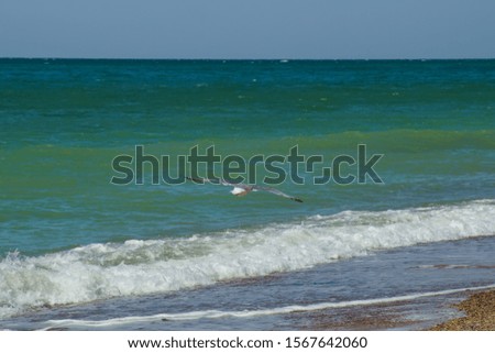paradise coast waves on the sand of a sea beach