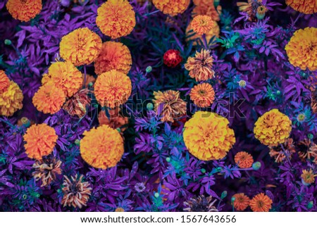 picture of colorfull flowers background