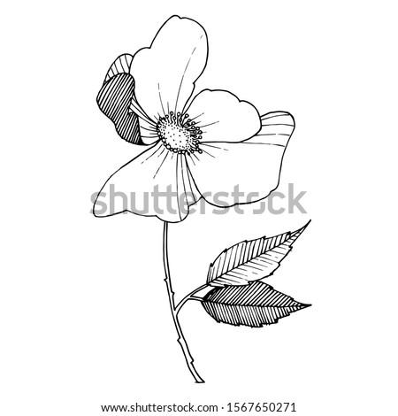 Wild rose floral botanical flower. Wild spring leaf wildflower isolated. Black and white engraved ink art. Isolated rosa illustration element on white background.