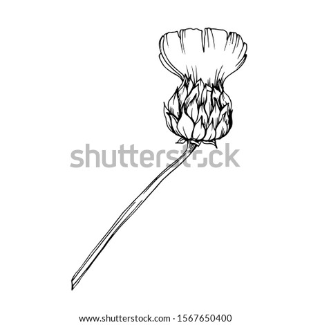 Vector Herbal branch plant botanical garden floral foliage. Black and white engraved ink art. Isolated herbal illustration element on white background.
