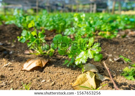 Coriander vegetable in the vegetable organic farm