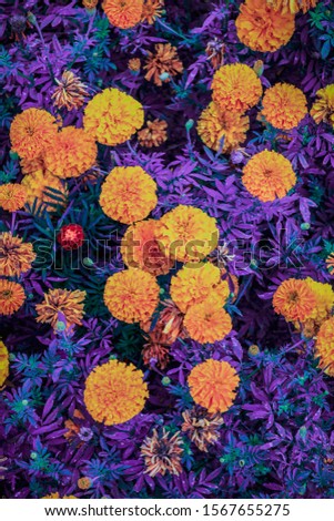 picture of yellow flowers and colorfull background