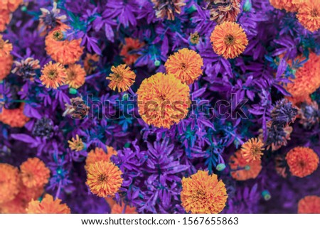 picture of colorfull flowers background, abstract