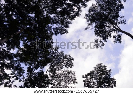 Trees silhouette with cloudy sky at the back