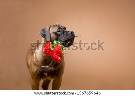 Romantic red dog wants to give red flowers