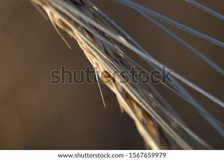 Barley spike abstract background. Abstract background of dry grass macro shot.