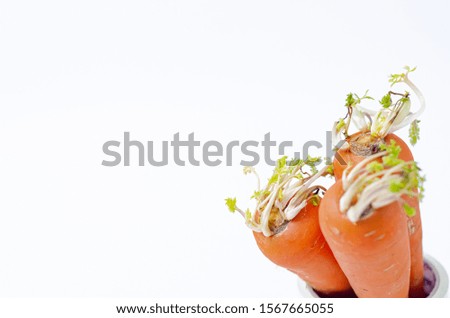 Orange carrots isolated on a white background.Vegetables with orange color.Copy space.