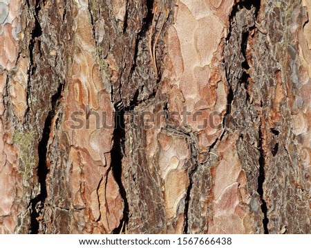Natural background (texture) of the old cracked bark of coniferous wood. Place for text and creativity. Selective focus, shallow depth of field. Closeup.