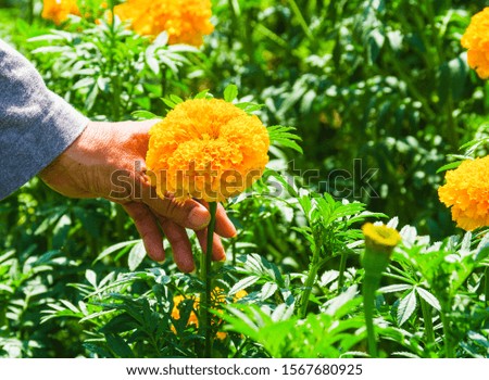 
Marigolds are blooming in the hands of gardeners.