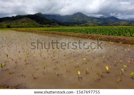Hanalei Valley and Taro Fields on Kauai, Hawaii, USA.