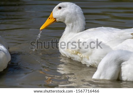 White pekin ducks (also known as aylesbury or long island ducks) in summer